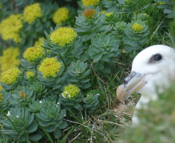 Rhodiola rosea - Raiz de Ouro, Rhodiola, Raiz Dourada, Raiz do Ártico, Roseroot, Golden Root - Image 7