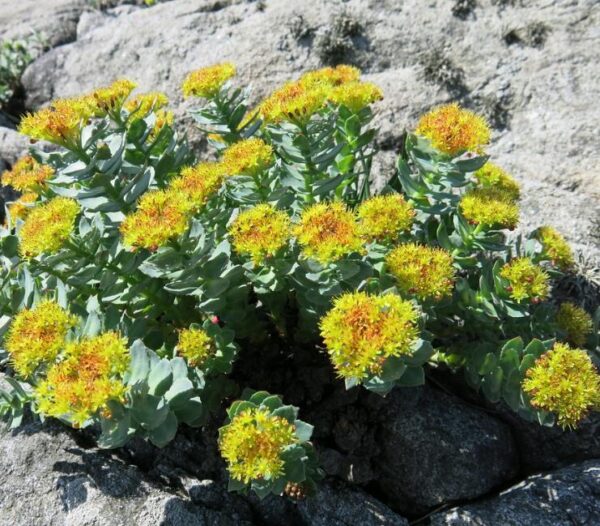 Rhodiola rosea - Raiz de Ouro, Rhodiola, Raiz Dourada, Raiz do Ártico, Roseroot, Golden Root - Image 8