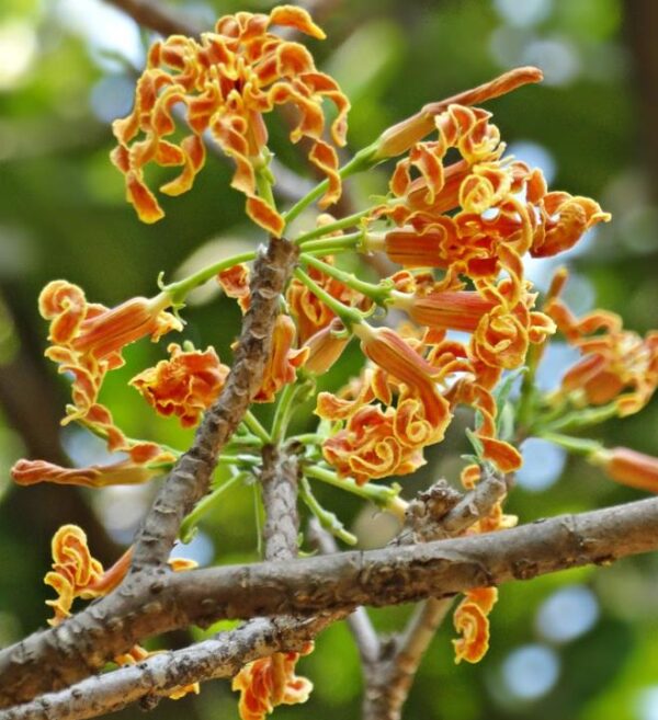 Strophanthus boivinii - Flor saca-rolhas de Madagascar, Flor de Aparas de Madeira, Estrofanto - Image 4
