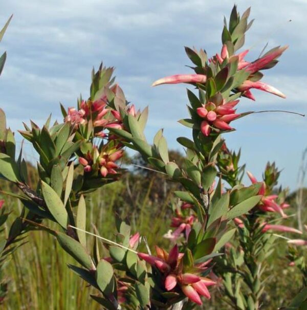 Styphelia triflora - Rosa Cinco Cantos, Five Corners Rose - Image 2