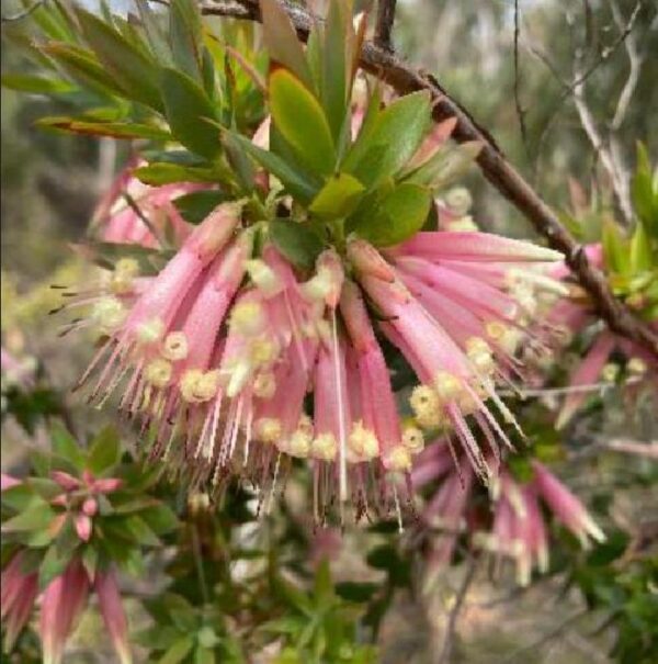 Styphelia triflora - Rosa Cinco Cantos, Five Corners Rose - Image 3