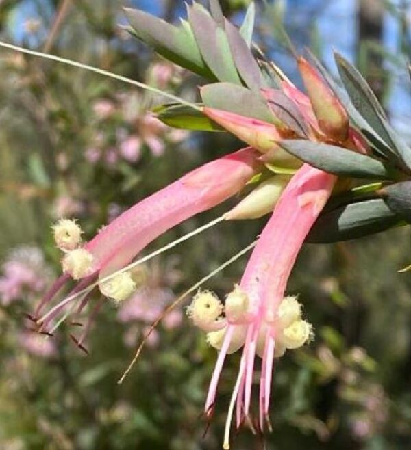 Styphelia triflora - Rosa Cinco Cantos, Five Corners Rose - Image 4