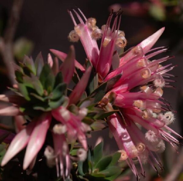 Styphelia triflora - Rosa Cinco Cantos, Five Corners Rose - Image 5