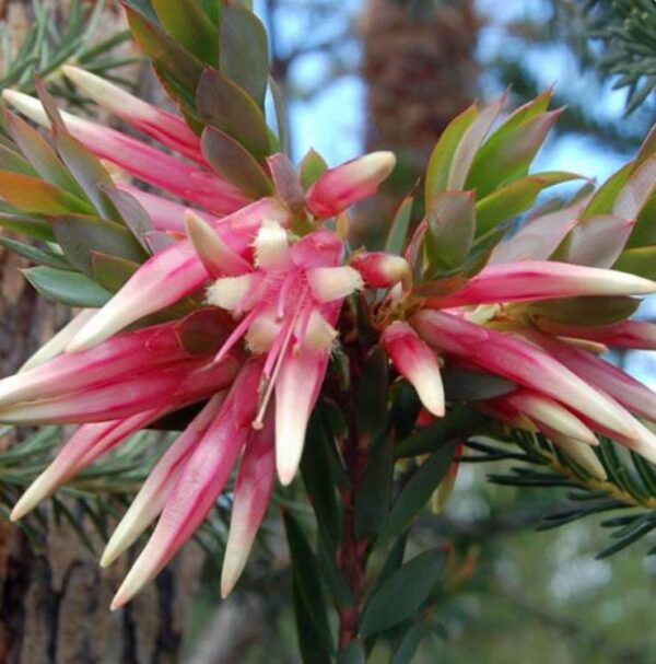 Styphelia triflora - Rosa Cinco Cantos, Five Corners Rose - Image 6