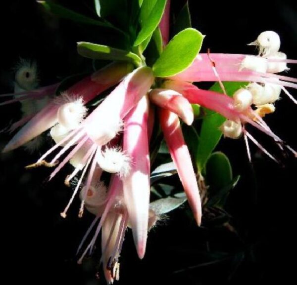 Styphelia triflora - Rosa Cinco Cantos, Five Corners Rose - Image 7