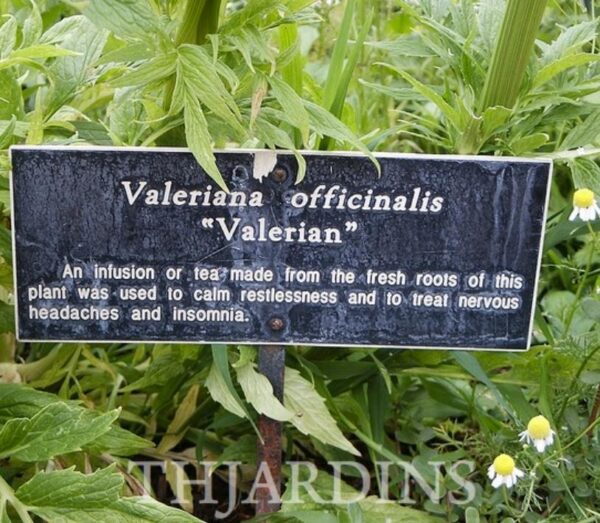 Valeriana Officinalis Anthos - Erva De São Jorge, Valeriana - Image 5