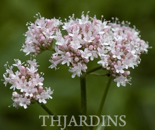 Valeriana Officinalis Anthos - Erva De São Jorge, Valeriana - Image 7
