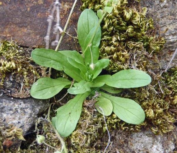 Valerianella Locusta - Coquille De Louviers - Alface De Cordeiro, Alface-da-terra, Alface-de-coelho, Canónigo - Image 6
