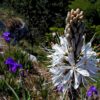 Asphodelus albus - Asfódelo Branco, Asfódelo de Líquen de Bordas Brancas