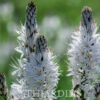Asphodelus albus - Asfódelo Branco, Asfódelo de Líquen de Bordas Brancas - Image 3