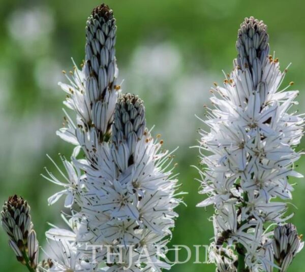 Asphodelus albus - Asfódelo Branco, Asfódelo de Líquen de Bordas Brancas - Image 3