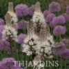 Asphodelus albus - Asfódelo Branco, Asfódelo de Líquen de Bordas Brancas - Image 4