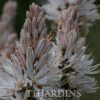 Asphodelus albus - Asfódelo Branco, Asfódelo de Líquen de Bordas Brancas - Image 5