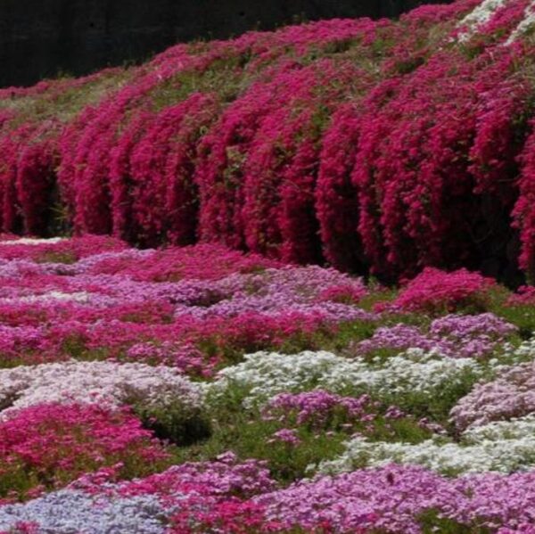 Aubrieta giant Superbissima mix - Agrião de Rocha Soberba, Aubrieta de Rocha Soberba Gigante - Image 3