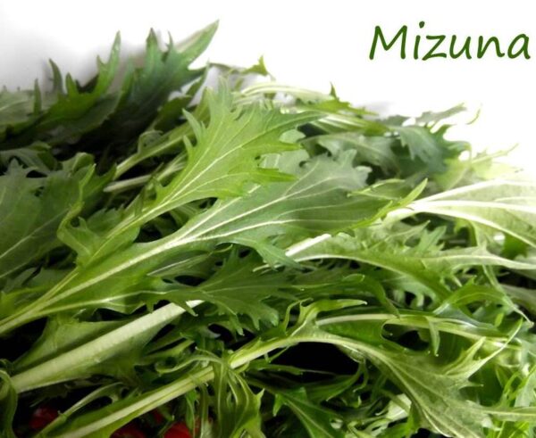 Brassica rapa ssp Japonica Mizuna Greens (C.O) - Mizuna Kyona, Couve Mostarda Japonesa, Mizuna Verde, Vitamina Verde Kyona