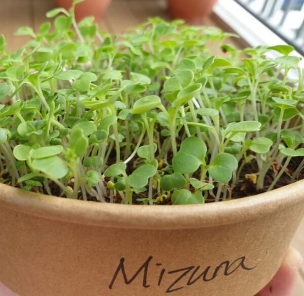 Brassica rapa ssp Japonica Mizuna Greens (C.O) - Mizuna Kyona, Couve Mostarda Japonesa, Mizuna Verde, Vitamina Verde Kyona - Image 2