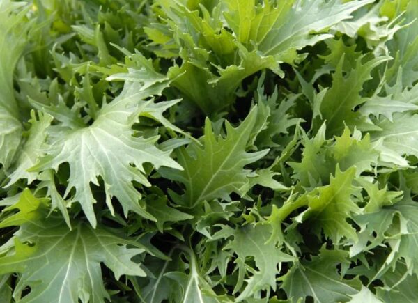 Brassica rapa ssp Japonica Mizuna Greens (C.O) - Mizuna Kyona, Couve Mostarda Japonesa, Mizuna Verde, Vitamina Verde Kyona - Image 4