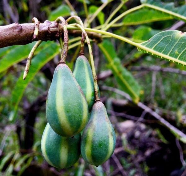 Carica lanceolata - Mamão Papaya Pingo de Mel, Papaya da Bolívia, Mamão Papaia Folha de Lança