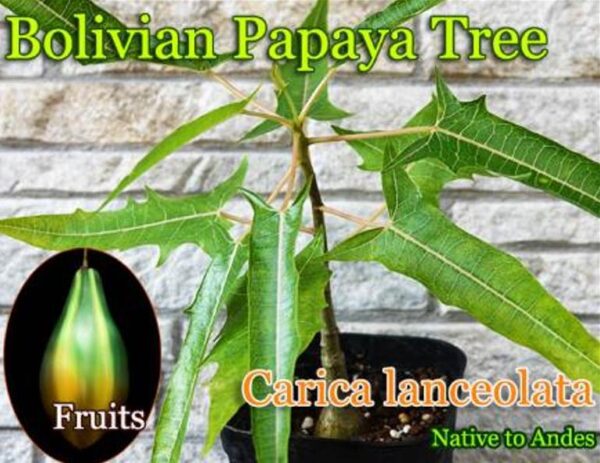 Carica lanceolata - Mamão Papaya Pingo de Mel, Papaya da Bolívia, Mamão Papaia Folha de Lança - Image 4