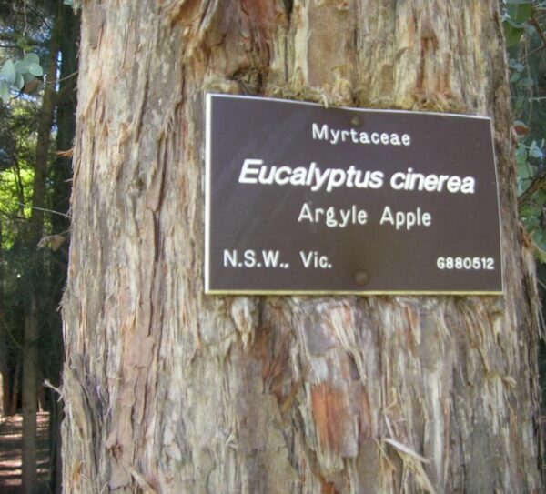 Eucalyptus cinerea - Eucalipto Prateado, Eucalipto Azul, Goma Azul, Eucalipto Dólar de Prata - Image 6
