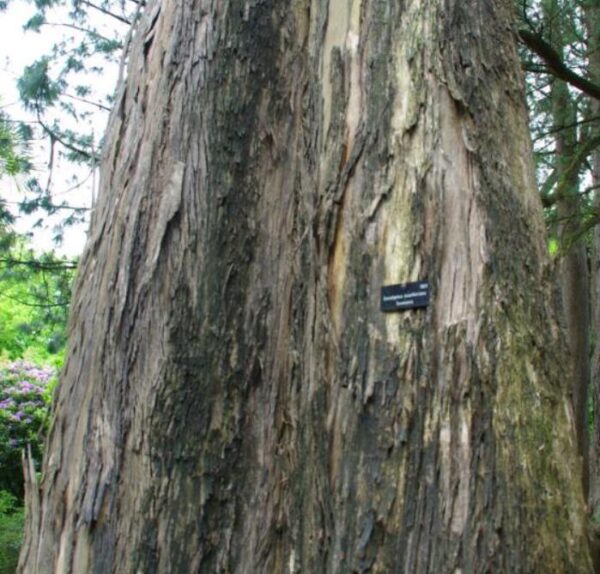 Eucalyptus muelleriana NZ - Eucalipto Goma de Corda Amarela, Eucalipto, Yellow Stringybark Gum