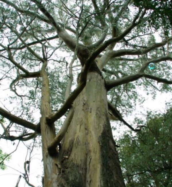 Eucalyptus muelleriana NZ - Eucalipto Goma de Corda Amarela, Eucalipto, Yellow Stringybark Gum - Image 2