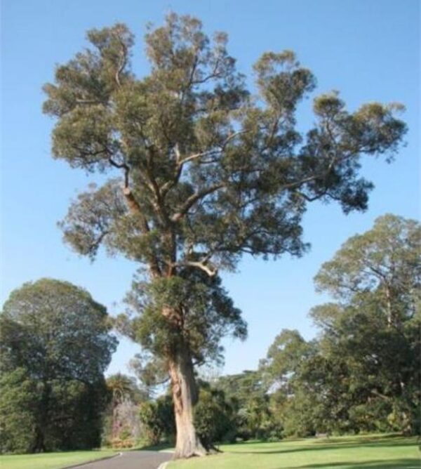 Eucalyptus muelleriana NZ - Eucalipto Goma de Corda Amarela, Eucalipto, Yellow Stringybark Gum - Image 3