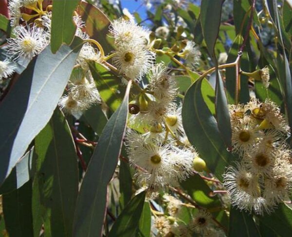 Eucalyptus muelleriana NZ - Eucalipto Goma de Corda Amarela, Eucalipto, Yellow Stringybark Gum - Image 5