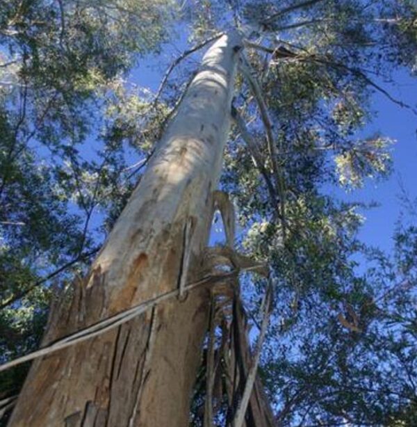 Eucalyptus Oreades - Eucalipto Blue Mountains, Eucalipto Oreades, Eucalipto Das Montanhas Azuis - Image 2