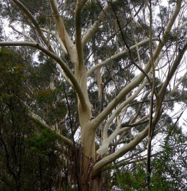Eucalyptus Oreades - Eucalipto Blue Mountains, Eucalipto Oreades, Eucalipto Das Montanhas Azuis - Image 3