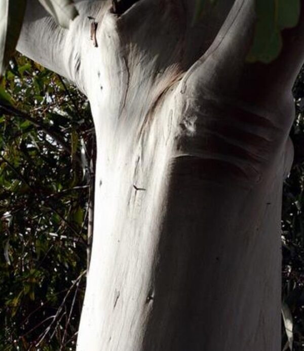Eucalyptus Oreades - Eucalipto Blue Mountains, Eucalipto Oreades, Eucalipto Das Montanhas Azuis - Image 5