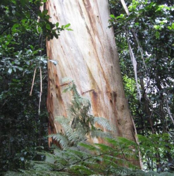 Eucalyptus Oreades - Eucalipto Blue Mountains, Eucalipto Oreades, Eucalipto Das Montanhas Azuis - Image 6