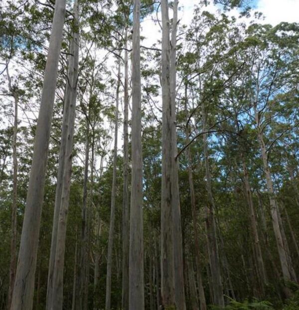 Eucalyptus Oreades - Eucalipto Blue Mountains, Eucalipto Oreades, Eucalipto Das Montanhas Azuis - Image 7