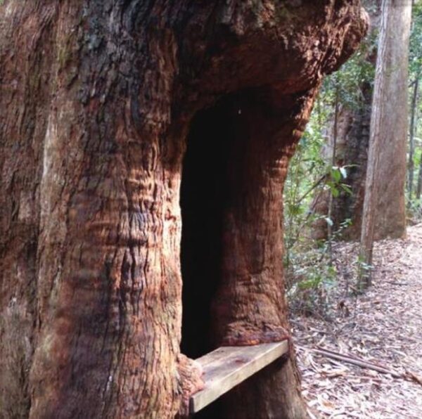 Eucalyptus Pilularis - Eucalipto Blackbutt, Timber Tree Eucalyptus, Wooly Gum, Valuable Timber Tree - Image 5