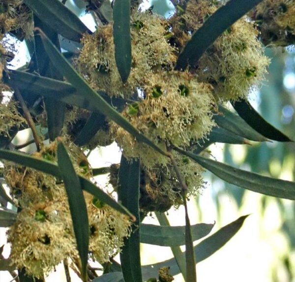 Eucalyptus pulchella NZ -  Eucalipto Hortelã Pimenta Branca, Goma de Hortelã-Pimenta Branca