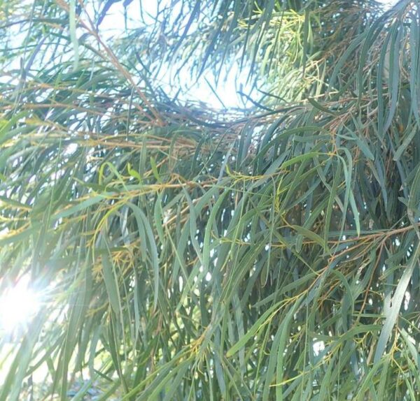 Eucalyptus pulchella NZ -  Eucalipto Hortelã Pimenta Branca, Goma de Hortelã-Pimenta Branca - Image 6