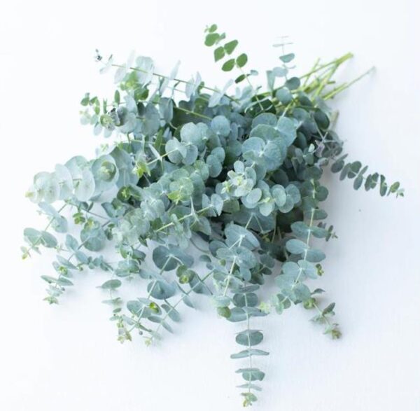 Eucalyptus pulverulenta 'Baby Blue' - Eucalipto Baby Blue, Eucalipto dos Floristas, Eucalipto Prata da Montanha - Image 2
