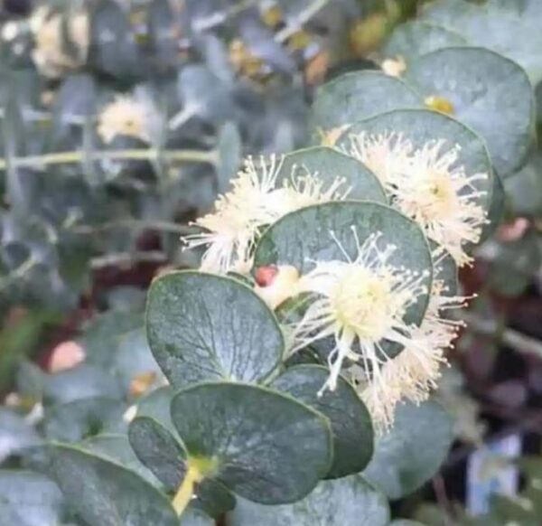 Eucalyptus pulverulenta 'Baby Blue' - Eucalipto Baby Blue, Eucalipto dos Floristas, Eucalipto Prata da Montanha - Image 5