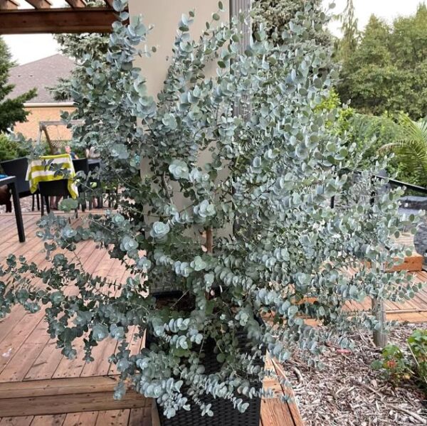 Eucalyptus pulverulenta 'Baby Blue' - Eucalipto Baby Blue, Eucalipto dos Floristas, Eucalipto Prata da Montanha - Image 8