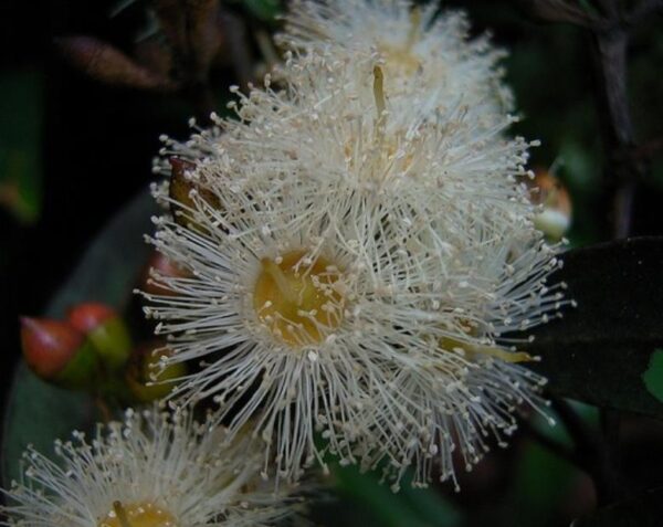 Eucalyptus punctata - Eucalipto Goma Cinza, Goma Cinza Madeira de Ferro, Grey Irongum - Image 3