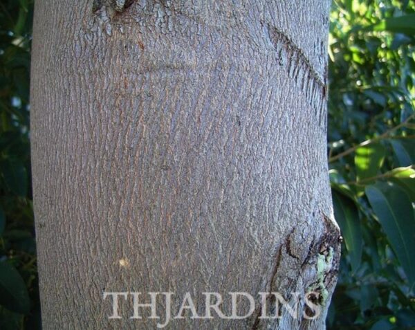 Eucalyptus punctata - Eucalipto Goma Cinza, Goma Cinza Madeira de Ferro, Grey Irongum - Image 8