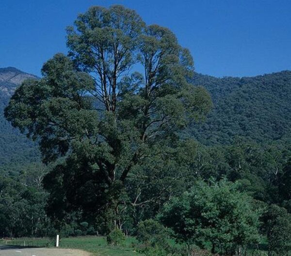Eucalyptus radiata Ssp Radiata - Eucalipto Radiata Medicinal, Eucalipto Hortelã Pimenta de Folhas Estreitas, Blac - Image 5
