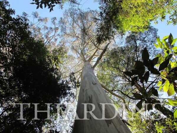 Eucalyptus Regnans - Eucalipto Gigante