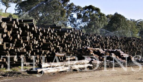 Eucalyptus Regnans - Eucalipto Gigante - Image 6