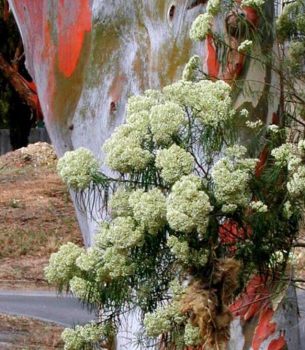 Eucalyptus rubida - Eucalipto Velas em Chama, Candlebark Gum, Candle Bark