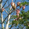 Jacaratia mexicana 'Maroon' - Nome comum: Jacaratia Mexicana, Mamão Papaya Mexicano, Jacarácia, Mamão B - Image 3