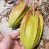 Jacaratia mexicana 'Maroon' - Nome comum: Jacaratia Mexicana, Mamão Papaya Mexicano, Jacarácia, Mamão B - Image 5