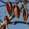 Jacaratia mexicana 'Maroon' - Nome comum: Jacaratia Mexicana, Mamão Papaya Mexicano, Jacarácia, Mamão B - Image 6