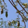 Jacaratia mexicana 'Maroon' - Nome comum: Jacaratia Mexicana, Mamão Papaya Mexicano, Jacarácia, Mamão B - Image 10
