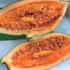 Jacaratia mexicana 'Maroon' - Nome comum: Jacaratia Mexicana, Mamão Papaya Mexicano, Jacarácia, Mamão B - Image 11